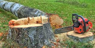 Best Tree Maintenance Programs  in Ozona, TX