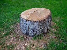 Best Storm Damage Tree Cleanup  in Ozona, TX