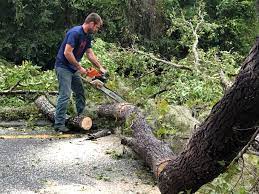 Organic Lawn Care Solutions in Ozona, TX