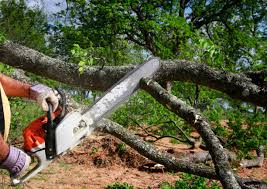 Best Utility Line Clearance  in Ozona, TX