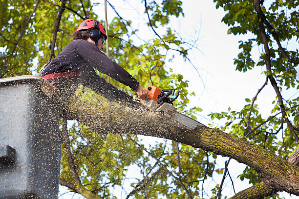  Ozona, TX Tree Removal Pros
